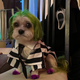 Dog Beetlejuice and Ghostface